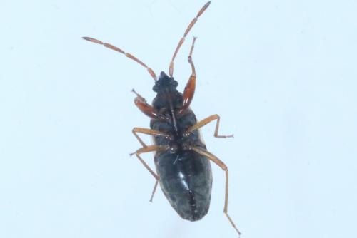 Scolopostethus pictus